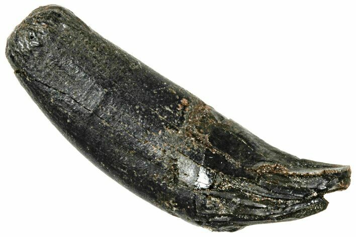 Pleistocene Aged Fossil Carnivore Canine Tooth - Florida #308463